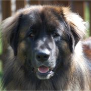 Leonberger All Grown Up from Copper Moon Leonbergers