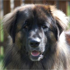 Leonberger All Grown Up from Copper Moon Leonbergers