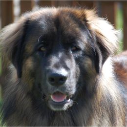 Leonberger All Grown Up from Copper Moon Leonbergers