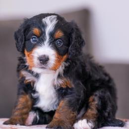 Brady - Tri-color male Bernedoodle puppy in Dundee, Ohio from Down Home Doodle