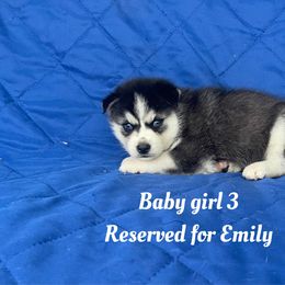 Baby girl 3 - Black and white female Siberian Husky puppy in Ocala, Florida from Florida Husky Puppies