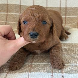 Autumn - Red  female Goldendoodle puppy in Strasburg, Virginia from Shenandoah Valley Doodles
