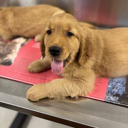 Golden Retriever Puppies from Haven of Hope Golden Retrievers