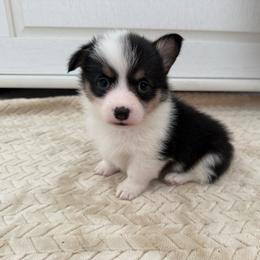 Peach - Black and tan female American Corgi puppy in Decatur, Texas from Bar S Corgis