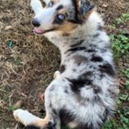 Border Collies from Coble Kennels