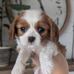 Louie - Blenheim male Cavalier King Charles Spaniel puppy in Stevens, Pennsylvania from Jodi's Cavalier King Charles Spaniels and Cavapoos