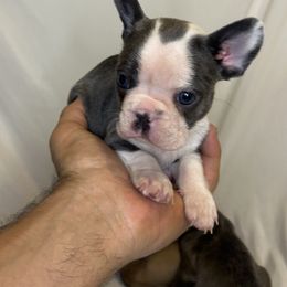 French Bulldog Puppies from For The Love of Frenchies