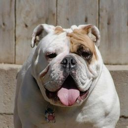 Bulldogs from Trevino’s Bulldogs