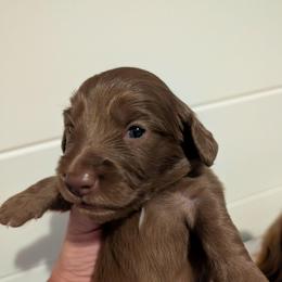 Twix - Chocolate male Dachshund puppy in Unadilla, Georgia from The Hamsley Kennels of South Georgia