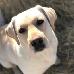 Bella - Labrador Retriever