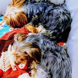 Yorkshire Terrier All Grown Up from Yorkies of the Midwest