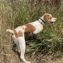 Hank - Brittany