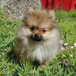 Pomeranians from Journey Reign Kennels