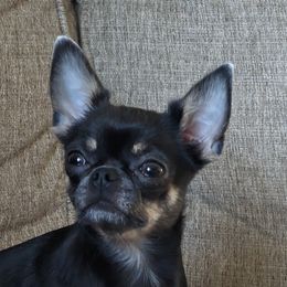 Jolene - Chihuahua