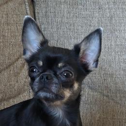 Jolene - Chihuahua