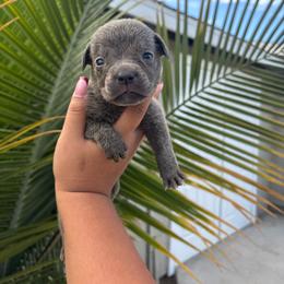 Girl 3 - Gray female Cane Corso puppy in Perris, California from P1 Family Canines