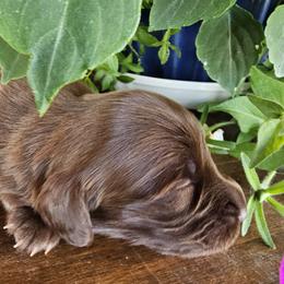 Gust - Red male Dachshund puppy in Franklin, West Virginia from Long Mountain Long Dogs