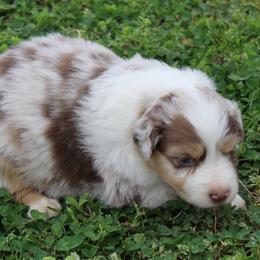 Valerie - Red merle female Australian Shepherd puppy in Kansas, Oklahoma from Windy G Farm