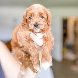 Reed - male Goldendoodle puppy in Bradenton, Florida from Doodle Acres