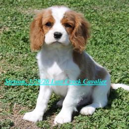 Stetson - Blenheim male Cavalier King Charles Spaniel puppy in Quapaw, Oklahoma from Lost Creek Cavaliers
