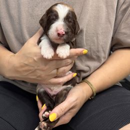 Ripple - Merle male Goldendoodle puppy in Garland, Texas from Twilight Doodles
