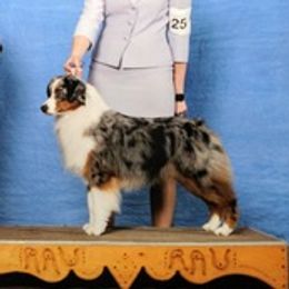 Jordy - Miniature American Shepherd