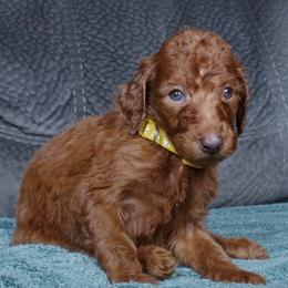 Honey - Red  female Poodle puppy in Abilene, Texas from Mesquite Kennels