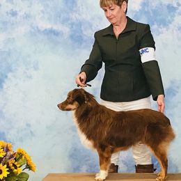 Redford  - Miniature American Shepherd