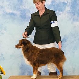 Redford  - Miniature American Shepherd