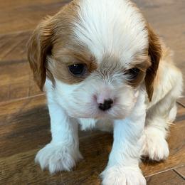 Rocco - Blenheim male Cavalier King Charles Spaniel puppy in Kidder, South Dakota from Continental Cavaliers