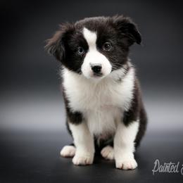 Australian Shepherd, Miniature American Shepherd, Miniature Australian Shepherd, and Toy Australian Shepherd Puppies from Painted Blue Aussies