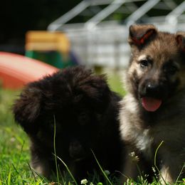 German Shepherd Puppies from Jane Dancosse's German Shepherds