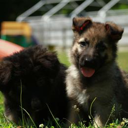 German Shepherd Puppies from Jane Dancosse's German Shepherds