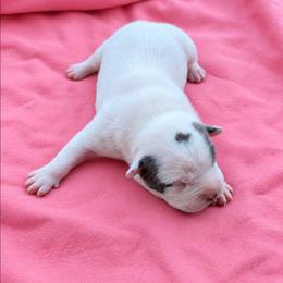 Sloane - Blue female American Staffordshire Terrier puppy in Conley, Georgia from Cicero Kennels