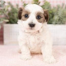 Sprite - Merle male Maltipoo puppy in Salt Lake City, Utah from My Doodle Puppy