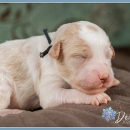 Vidia - Parti female Goldendoodle puppy in Connersville, Indiana from Deaz Doodle Ranch