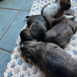 Shih Tzu puppies from Sattui little Shih Tzu of Napa Valley
