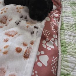 Boy 1 - Black and white male Havanese puppy in Batesville, Arkansas from Hillbilly Havanese