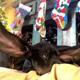 Black and Tan Coonhound Puppies from Classic Coonhounds