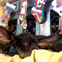 Black and Tan Coonhound Puppies from Classic Coonhounds