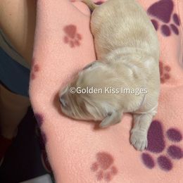 Golden Retriever Puppies from Golden Kiss Retrievers