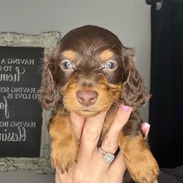 Jacob - Chocolate male Dachshund puppy in Brandon, Florida from Knights Dachshunds
