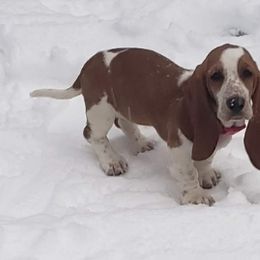 Basset Hounds from Valley Basset Hounds