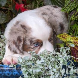 Miniature Australian Shepherd Puppies from Renegade Kennels