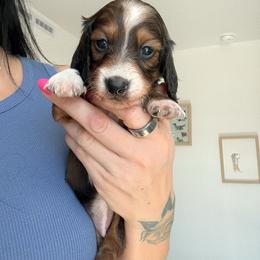 Nugget - Red female Dachshund puppy in Tucson, Arizona from Tucson Dachshund Co.