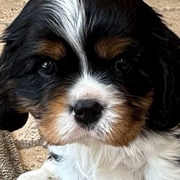 Mary - Cavalier King Charles Spaniel