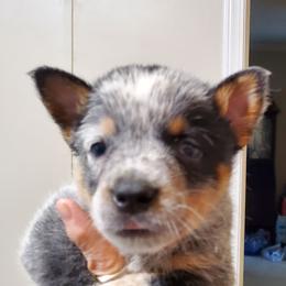 Three quarter mask - Blue speckled male Australian Cattle Dog puppy in Lenoir, North Carolina from Blue Coyote Ranch
