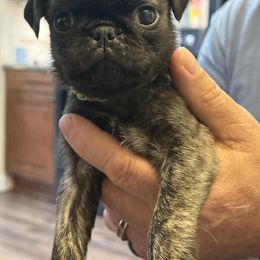 Pug Puppies from Loda's Pugs