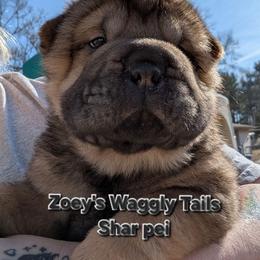 Vecna - Black sable male Chinese Shar-Pei puppy in Minden, Louisiana from Zoey's Waggly Tails
