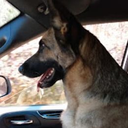 German Shepherds from Beast Haven Shepherds